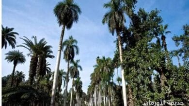 قطع الأشجار والنخيل في حديقة الأورمان