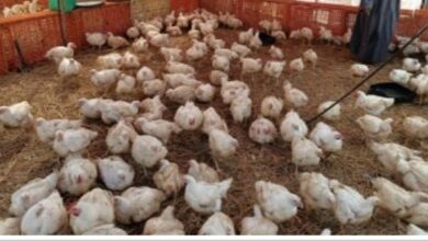 اسعار الفراخ