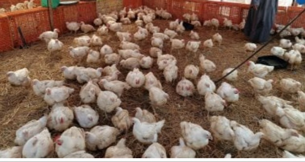 اسعار الفراخ